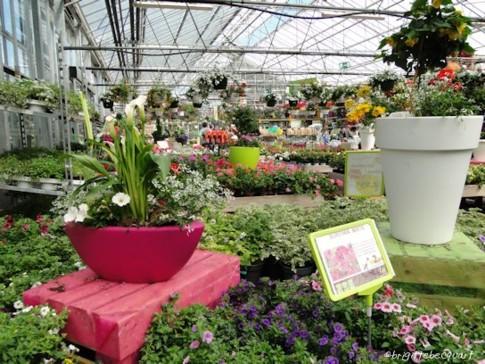 Promenade à Wambrechies.