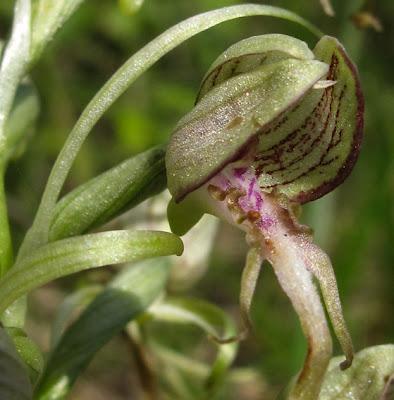 Orchidées de la Côte d’Ailly sur Meuse