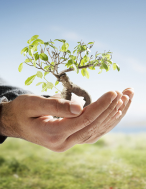 La place de la compensation carbone dans une stratégie carbone