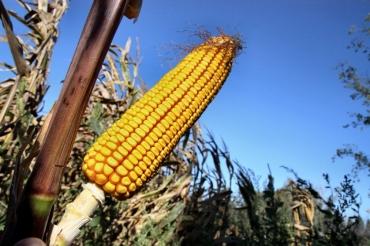 Maïs OGM Mon 810 : Le retour ?