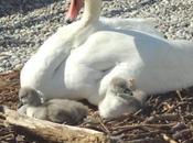 nouveaux pensionnaires Bains Pâquis!