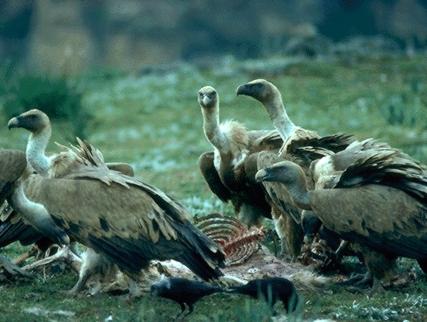 Les vautours sont bien les alliés des éleveurs