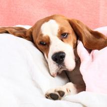 Des friandises qui causent des maladies