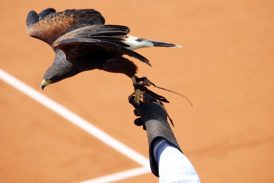 Des faucons pour chasser les pigeons à Roland-Garros
