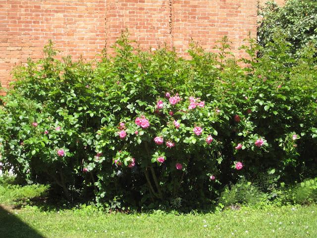 Ce que j'ai aperçu de l'America's cup, loin de la foule qui était, paraît-il, considérable...