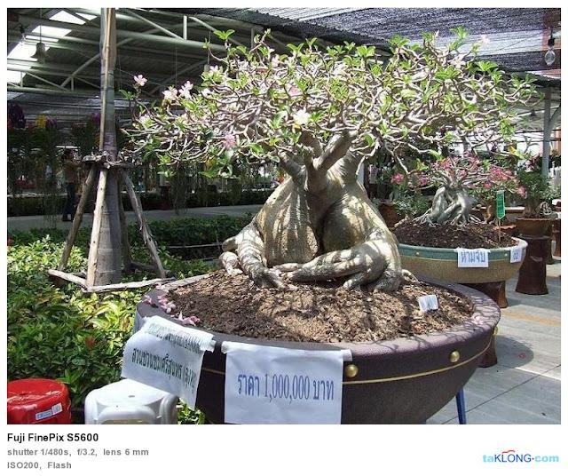 Thaïlande : des Adenium de 25 à 50.000 €