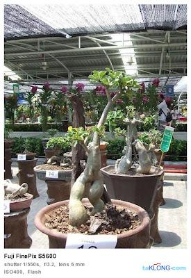 Thaïlande : des Adenium de 25 à 50.000 €
