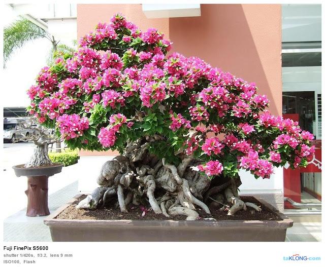 Thaïlande : des Adenium de 25 à 50.000 €