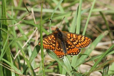Ailly-sur-Meuse : flore et faune