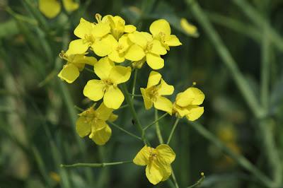 Ailly-sur-Meuse : flore et faune