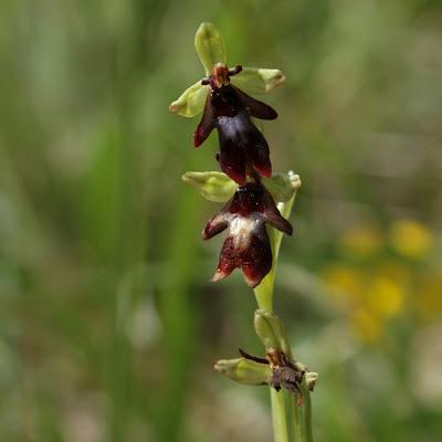 Ailly-sur-Meuse : flore et faune