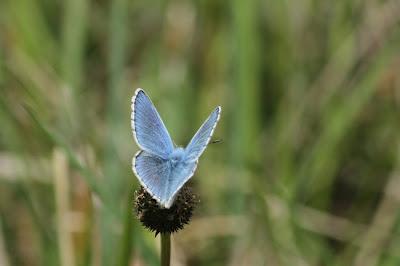 Ailly-sur-Meuse : flore et faune