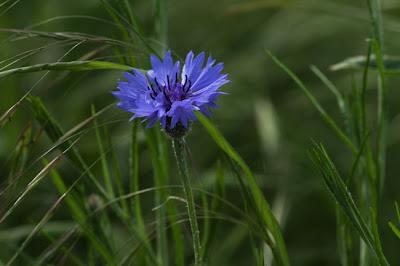 Ailly-sur-Meuse : flore et faune