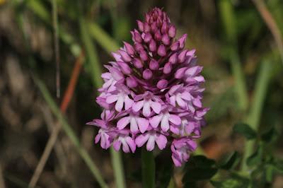 Ailly-sur-Meuse : flore et faune