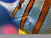 Google+ jour pour Android