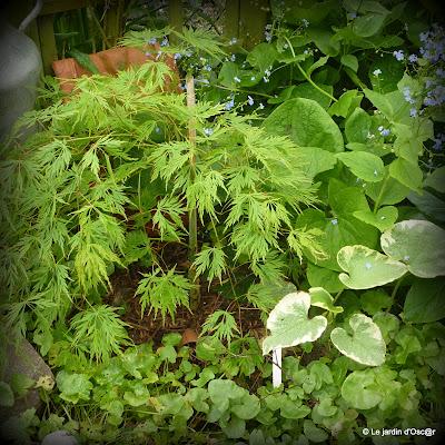 Le jardin  s'est réveillé sous un soleil resplendiss...