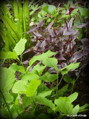 Le jardin  s'est réveillé sous un soleil resplendiss...