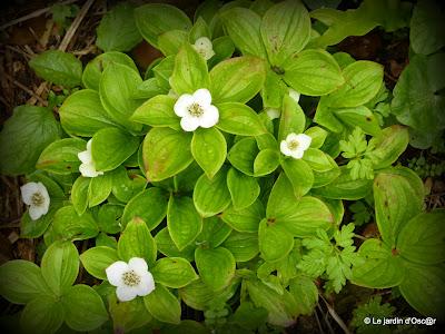 Le jardin  s'est réveillé sous un soleil resplendiss...