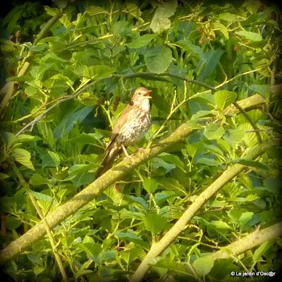 Le jardin  s'est réveillé sous un soleil resplendiss...