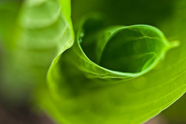 Courbes et contre-courbes