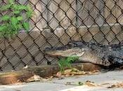 Ontario alligator dans cour arrière