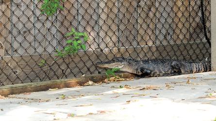Un alligator dans sa cour arrière