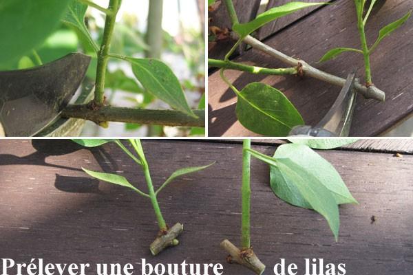Bouture de lilas