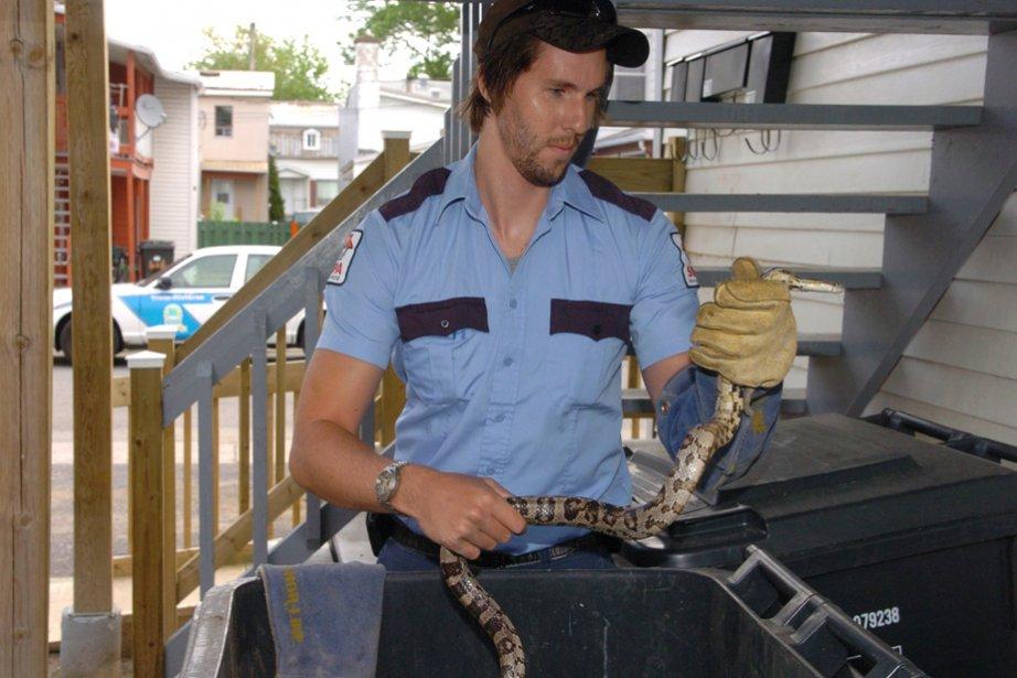 Un serpent dans les rues de Trois-Rivières