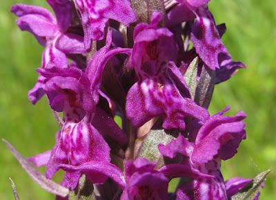 Dactylorhiza majalis et Dactylorhiza praetermissa