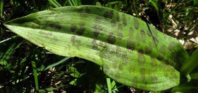 Dactylorhiza majalis et Dactylorhiza praetermissa