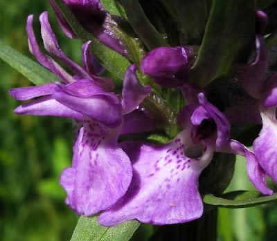 Dactylorhiza majalis et Dactylorhiza praetermissa