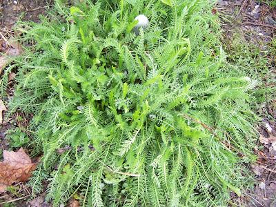 Zoom sur l'Achillée Millefeuille et l'Origan : 2 plantes sauvages comestibles