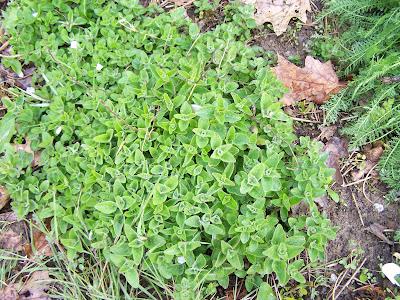 Zoom sur l'Achillée Millefeuille et l'Origan : 2 plantes sauvages comestibles