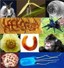 Dix espèces surprenantes découvertes en 2011