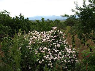 Terdav Trail World Tour, Saint Jacques en images: de León à O Cebreiro
