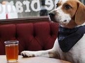 Beer, chiens savent pourquoi