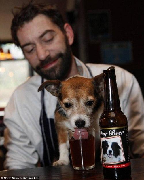 Dog Beer, les chiens savent pourquoi