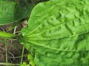 Grand Plantain moyen