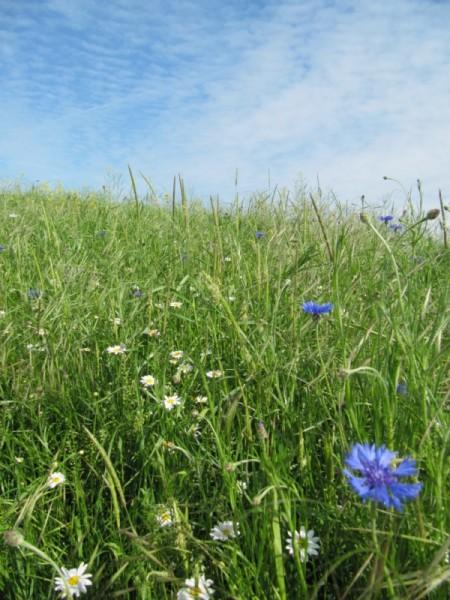 Angevillers, une marche dans une belle nature !