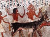 Salle vitrine peintures mastaba metchetchi lait dans différents rituels funéraires