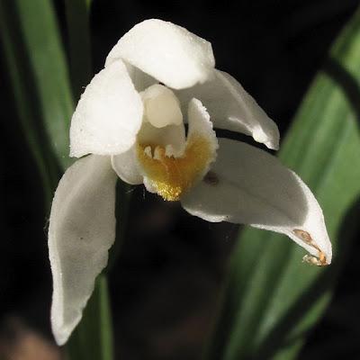 Cephalanthera damasonium et Cephalanthera longifolia