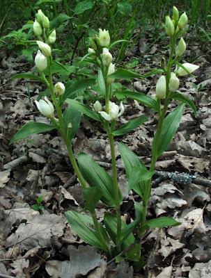 Cephalanthera damasonium et Cephalanthera longifolia