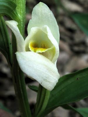 Cephalanthera damasonium et Cephalanthera longifolia