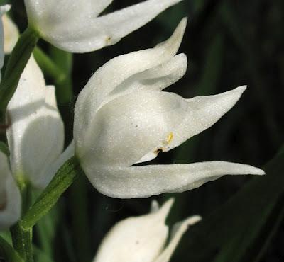 Cephalanthera damasonium et Cephalanthera longifolia