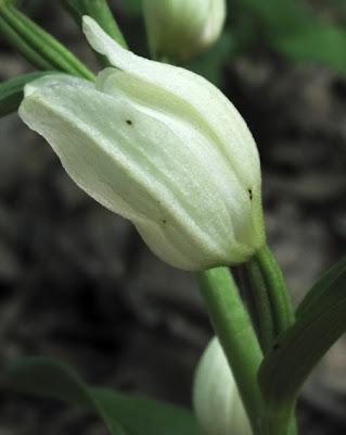 Cephalanthera damasonium et Cephalanthera longifolia
