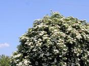 plus beau sureau noir