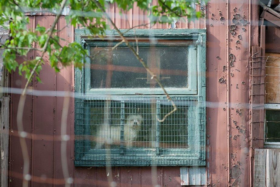 Éleveurs de chiens au Québec: la loi de la jungle