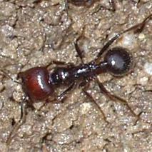 Des fourmis et moutons promus «ingénieurs» 