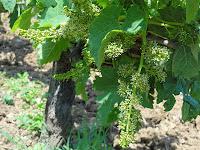 Les premières fleurs de vigne à Mirebeau