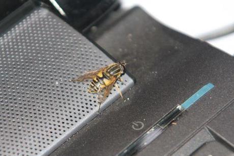 1 helophile 24 mai 2012 002.jpg